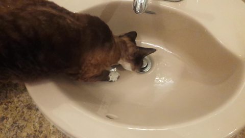 Cat has mind blown by water draining in sink