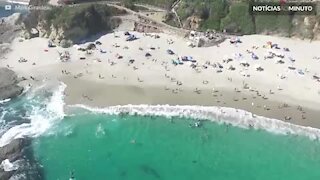 Filhote de baleia nada com banhistas em praia na Califórnia