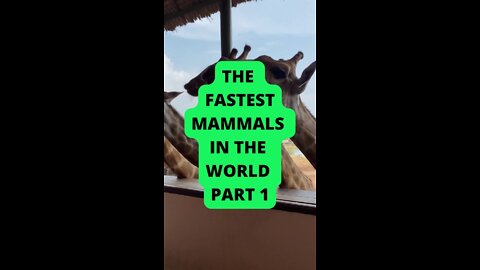 PART1: The Fastest Mammals in the World