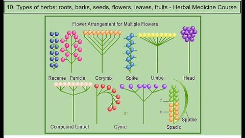 Personal Alkemy Herbal Medicine Course Class 10 - Plant Body Parts and Materia Medica