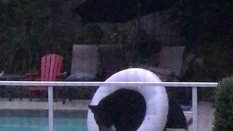 Massive Black Bear Plays With A Pool Floatie