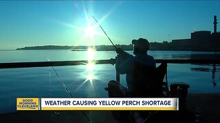 Weather causing yellow perch shortage