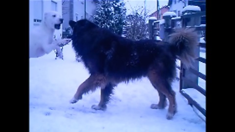 Beautiful dogs play in the snow