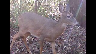 TrailCam With Deer and a Strange Creature