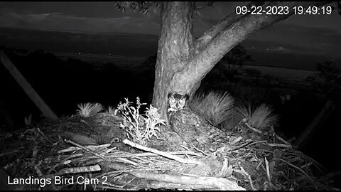 Male Great Horned Owl Stops By 🦉 09/22/23 19:42