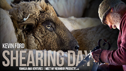 SHEARING DAY | Livestock Are Essential and Sheep Have A Lot To Offer