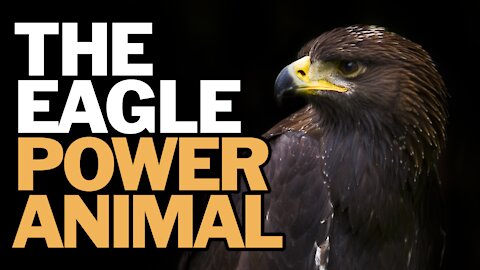 The Eagle Power Animal