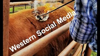 Western Social Media (In the Chute - Round 97)