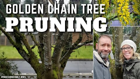 ✂ Golden Chain Tree Pruning | Golden Chain Tree - SGD 324 ✂