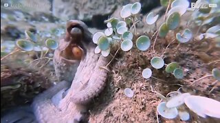 Une pieuvre vole l'appareil photo d'un plongeur