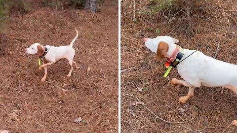 English Pointer is still as a statue when she finds a quail