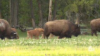 Yellowstone opens to smaller crowds