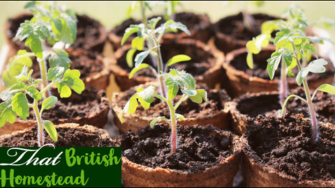 Planting and preparing for spring and sowing cucurbits: Allotment Gardening