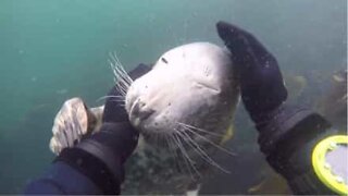 Foca amigável recebe carinho de mergulhador