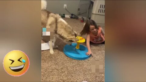 Dog playing dancing jumps around a toy