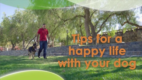 Tips for a happy life with your dog