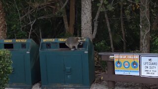 Cute Raccoon Eating Scraps from Beach Trash