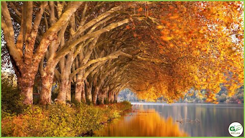 Autumn Leaves and Relaxing Piano Music 🍁🎹🍂 Stress Relief, Relaxation, Meditation, Study Music