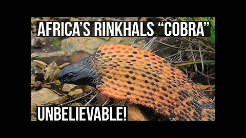 African Rinkhals Cobra