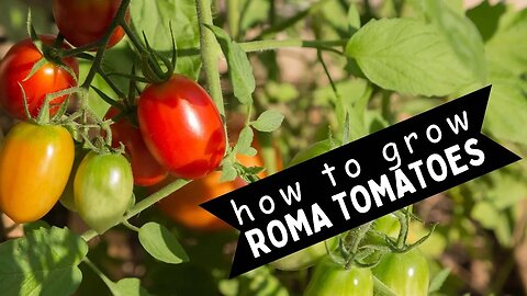 ROMA TOMATOES: Bountiful Harvest Tips, Grow in the Ground or in a Container Garden