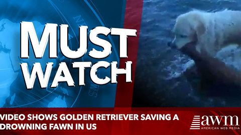 Video shows golden retriever saving a drowning fawn in US