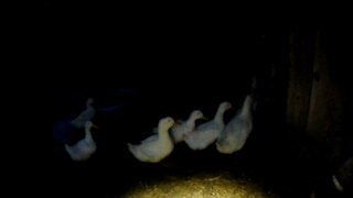 Ducks Run in at Night