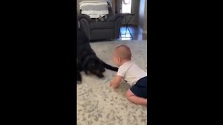 Dog lovingly plays with Baby in room