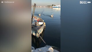 Gato ataca pelicanos para proteger seus peixes