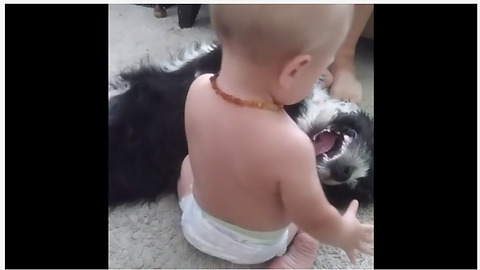 Tolerant dog lets baby jump all over her