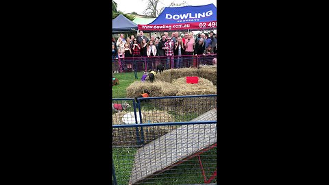 Piglets run in total confusion during a race