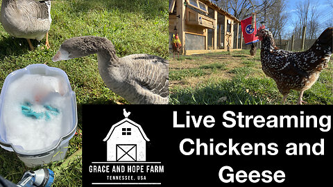 Live Streaming Chickens and Geese with Ambient Sound | Petra's Flock