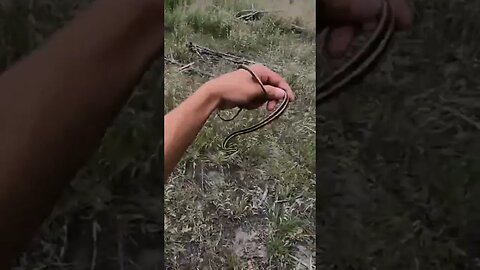 Insane ribbon snake catch!! #herping #snakes #shorts