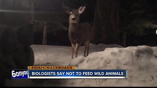 Idaho Backroads: The dangers of feeding wild animals