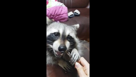 Pet raccoon being trained to eat pineapples with a fork