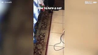 Comment attirer un chat en un éclair