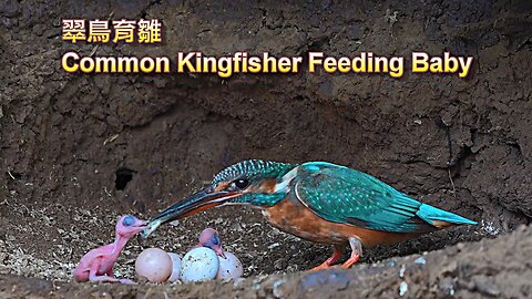 Common Kingfisher - feeding baby