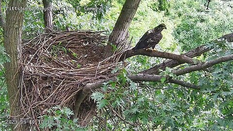 Hays Eagles Nest - Sub Adult Visit 9.10.23 10:28am