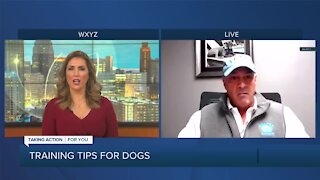 Training tips for dogs