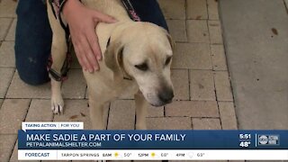Pet of the week: Make Sadie a part of your family