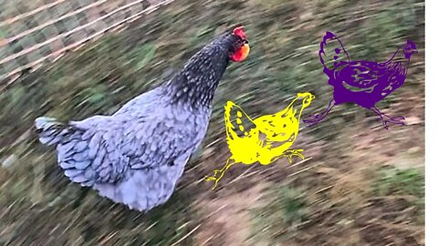 Lavender Orpington Stealing Egg #shorts
