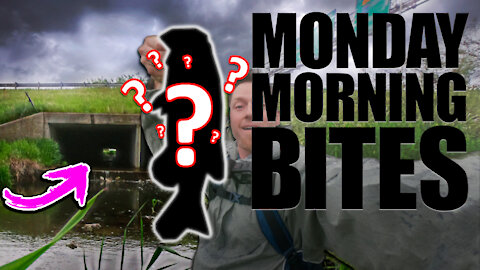 Testing Mule Jigs & Donkey Tails Under the Interstate Creek | Monday Morning Bites: Episode 12