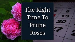 Right Time to Prune Roses
