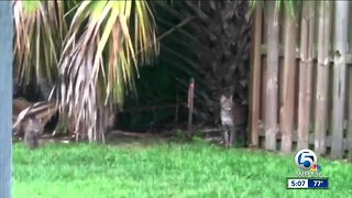 Bobcat family spotted in Port St. Lucie neighborhood