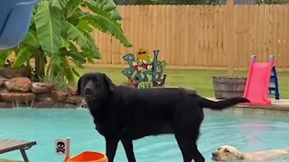 Naughty dogs jump into pool after being told "NO"
