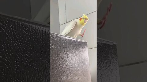Cute Cockatiel Charlie 😍