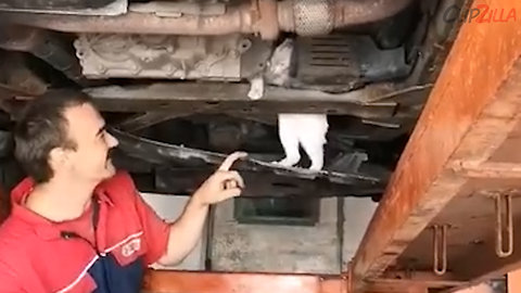 Cat Rescued After Getting Stuck Under Car