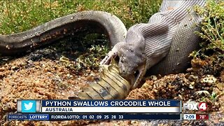Python swallows crocodile whole