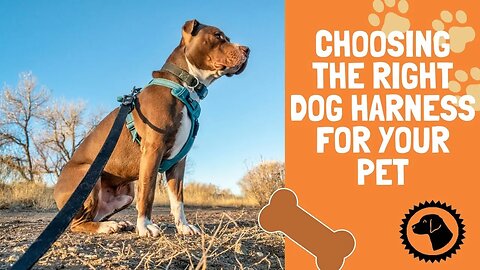 Choosing The Right Dog Harness For Your Pet | DOG PRODUCTS 🐶 #BrooklynsCorner
