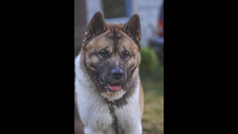 One of the best type of guard dogs ever - Akita Dog