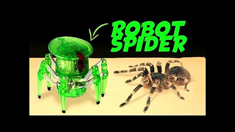 MEETING REAL SPIDER and HexBug ROBOTIC SPIDER